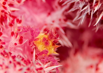 イソコンペイトウガニ