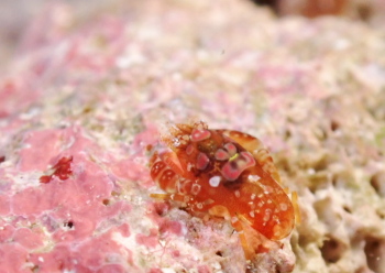 ホヤカクレエビ