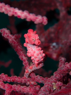 ピグミーシーホース