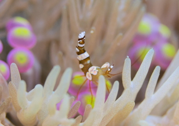 イソギンチャクモエビ