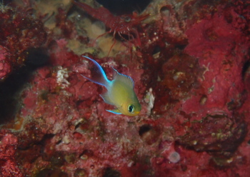 マルスズメダイ