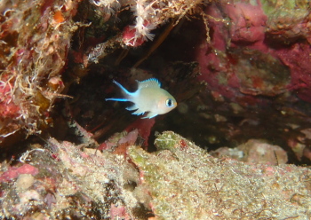 マルスズメダイ