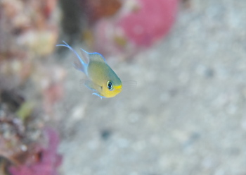 マルスズメダイ