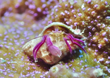 ムラサキゼブラヤドカリ