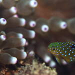 ルリホシスズメダイyg