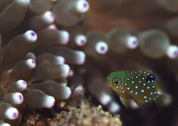 ルリホシスズメダイyg