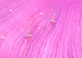 カザリイソギンチャクエビ