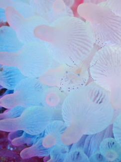 カザリイソギンチャクエビ