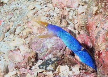 ハナヒゲウツボ