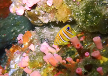 ニシキヤッコyg