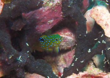 ルリホシスズメダイ