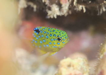 ルリホシスズメダイ