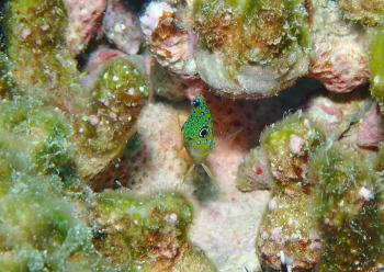 ルリホシスズメダイ