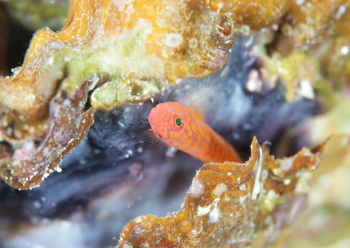 オキナワベニハゼ