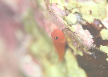 オキナワベニハゼ