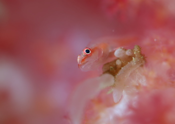 スケロクウミタケハゼ