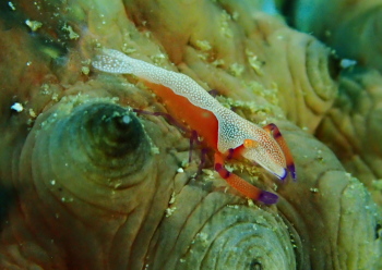 ウミウシカクレエビ