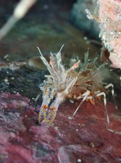 トゲツノメエビ