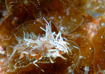 トゲツノメエビ