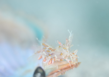 トゲツノメエビ