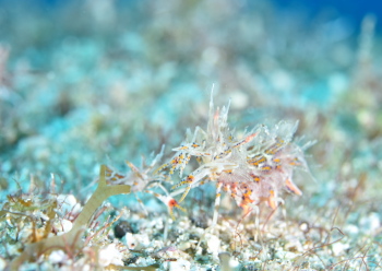 トゲツノメエビ