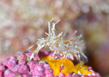 トゲツノメエビ