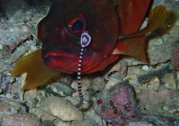 オイランヨウジ