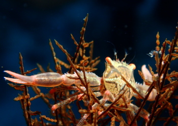 アミメベニサンゴガニ