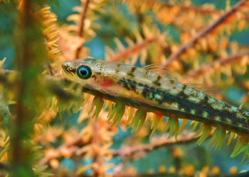 スジグロガラスハゼ