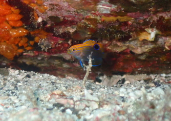 クロメガネスズメダイ