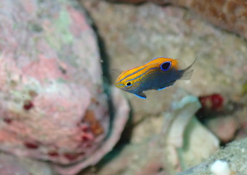 クロメガネスズメダイ