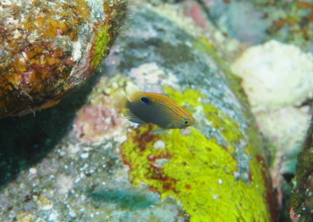 クロメガネスズメダイ