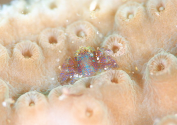 アシビロサンゴヤドリガニ