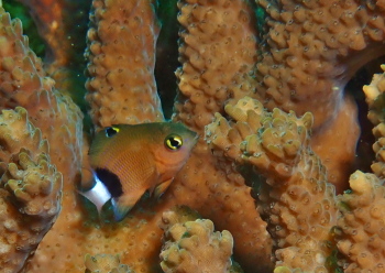 イシガキスズメダイ