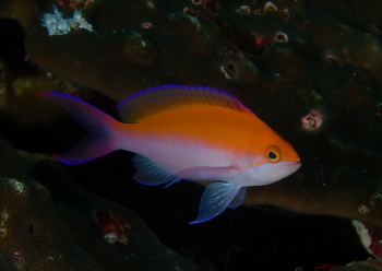 フタイロハナゴイ