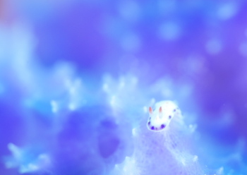 コモンウミウシ