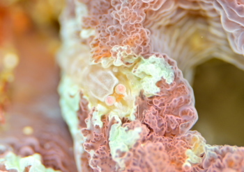 ワライヤドリエビ