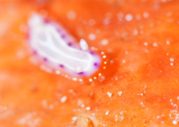 セトミノウミウシ