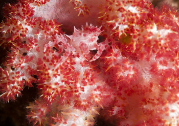 イソコンペイトウガニ