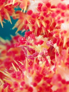 イソコンペイトウガニ