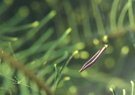 ハシナガウバウオ