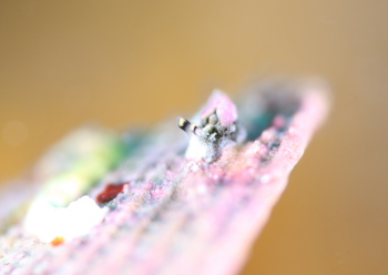 ツノクロミドリガイ