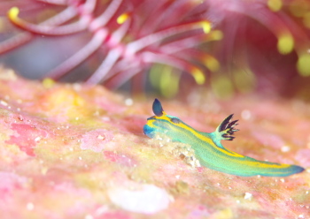 オオクチリュウグウウミウシ