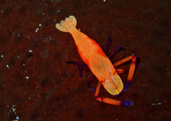 ウミウシカクレエビ