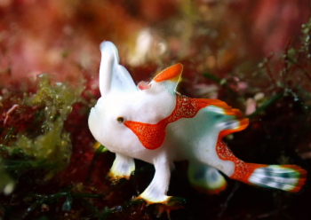 クマドリカエルアンコウ