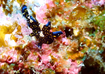 クマドリカエルアンコウ