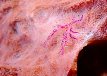 サクラコシオリエビ