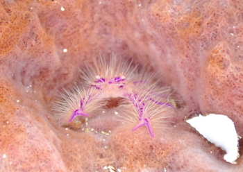 サクラコシオリエビ