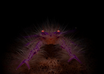 サクラコシオリエビ