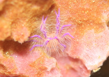 サクラコシオリエビ